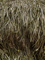 Ex Zara Deadstock Olive Sequin Tassel Crêpe